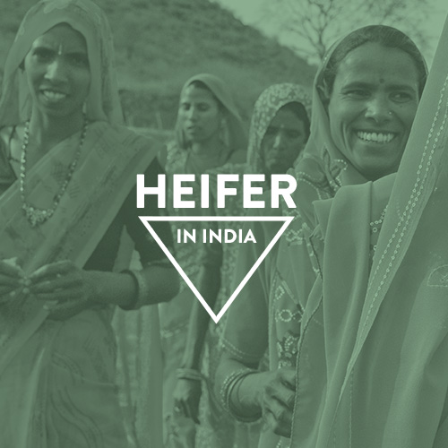 Heifer International In India